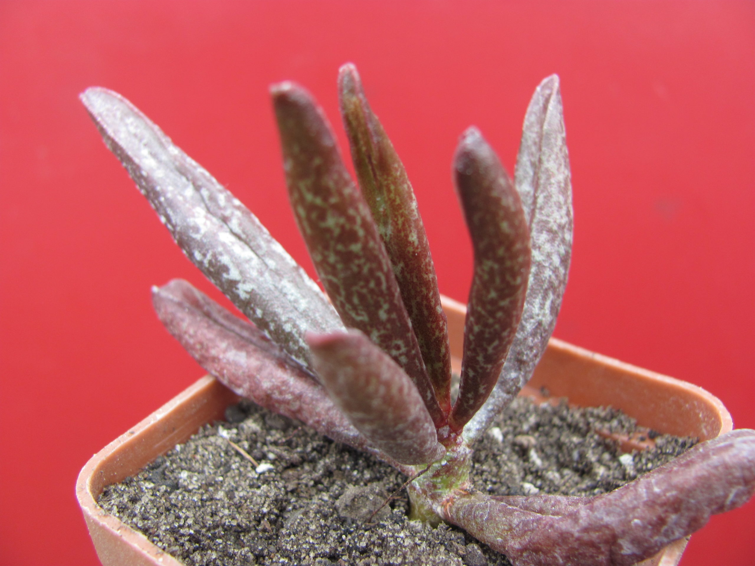 Adromischus  marianiae  Traaval