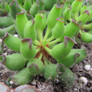 Adromischus  cristatus   Kleinpoort