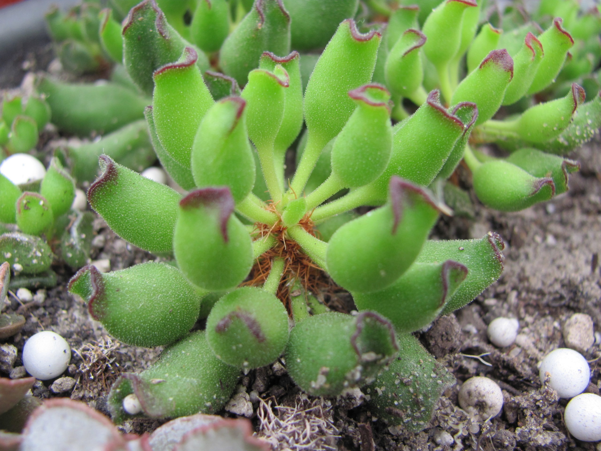 Adromischus  cristatus   Kleinpoort
