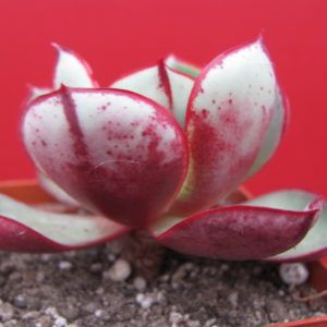 Echeveria   longissima brahiantha