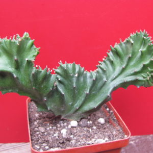 Euphorbia  lactea cristata