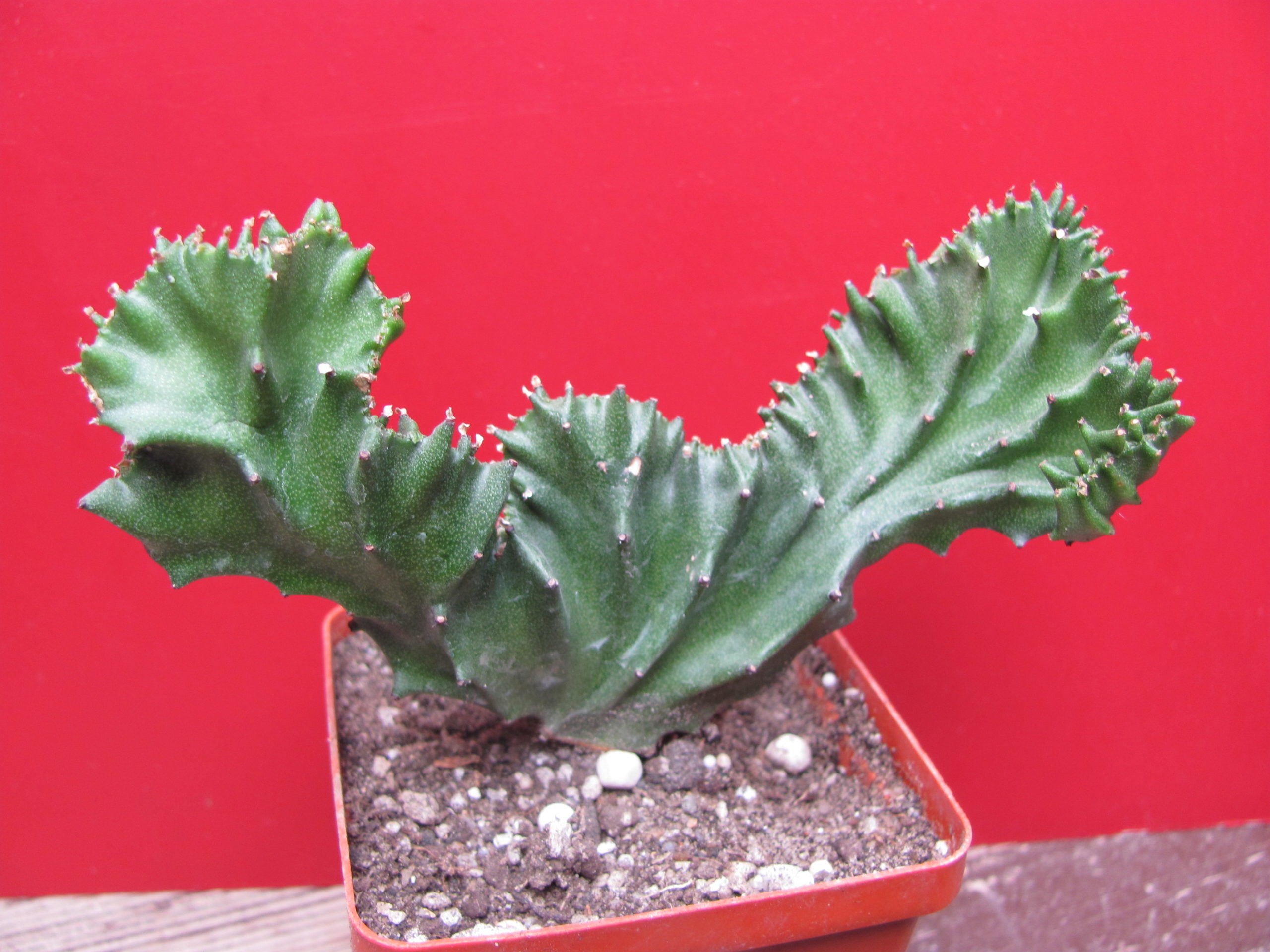 Euphorbia  lactea cristata