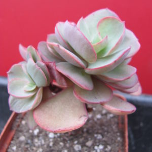Echeveria   Suyon