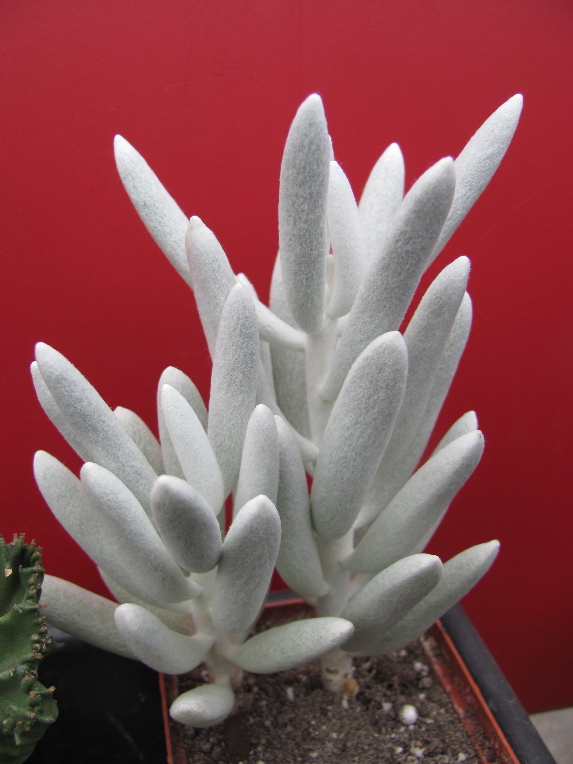 Senecio haworthioides  F2