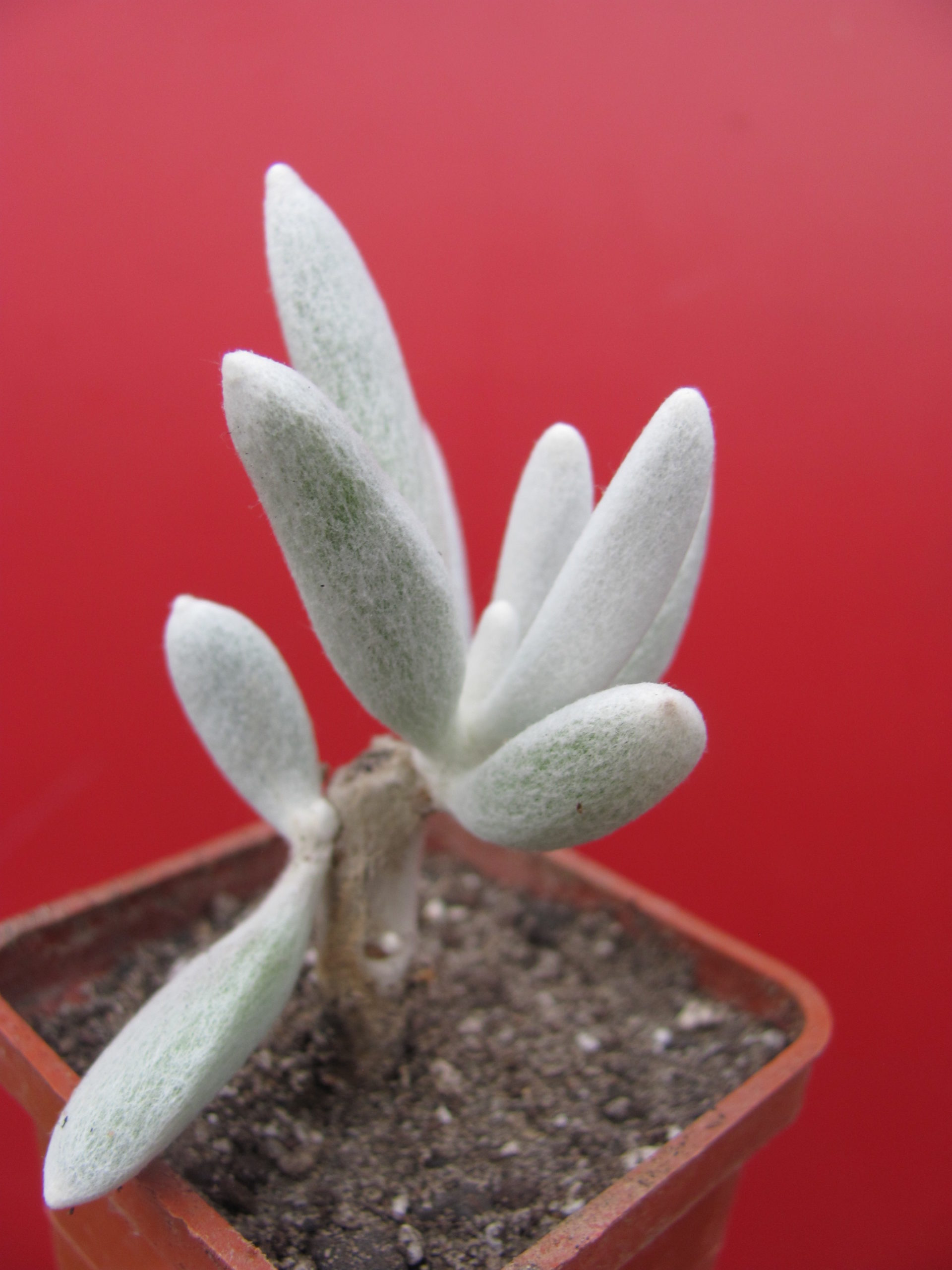 Senecio haworthioides   F2