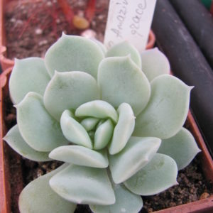 Echeveria  *Amazing grace*
