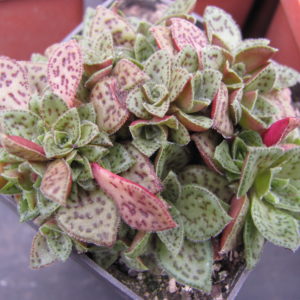 Crassula picturata