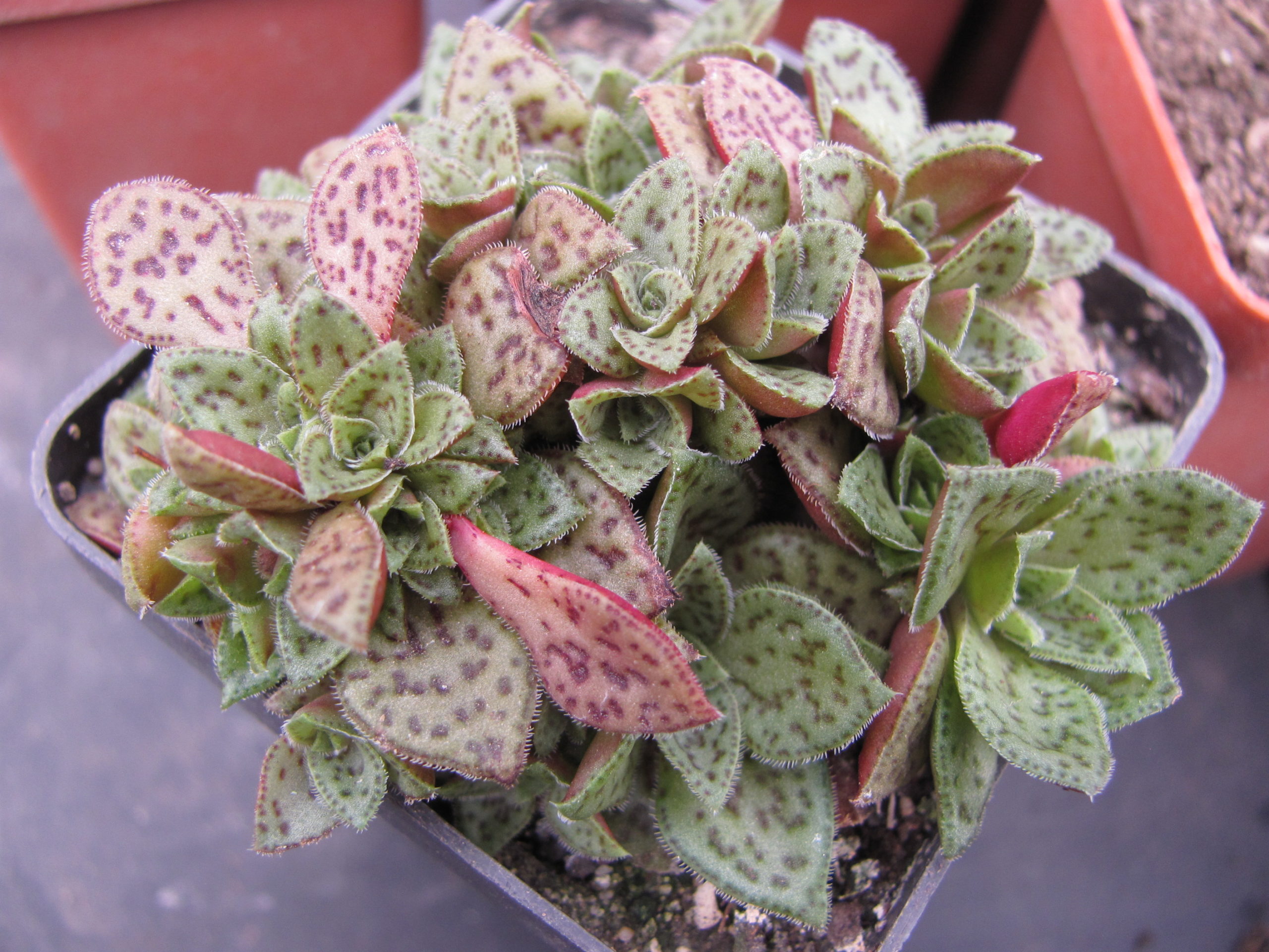 Crassula picturata