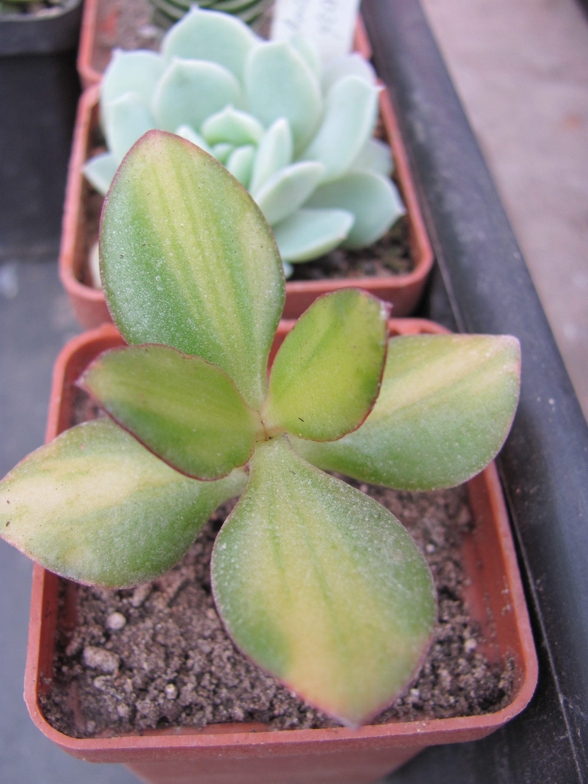 Crassula Solana