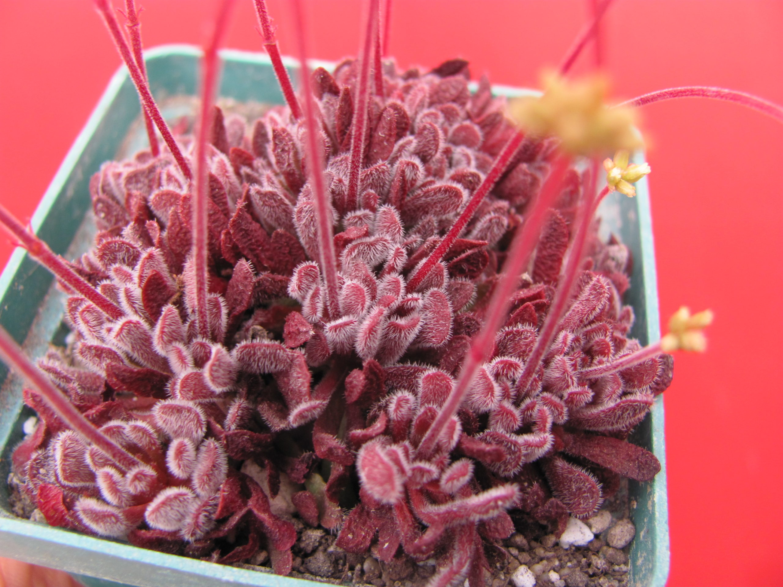 Crassula pubescens
