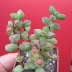 Crassula laginosa
