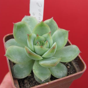 Echeveria  Ice Angel