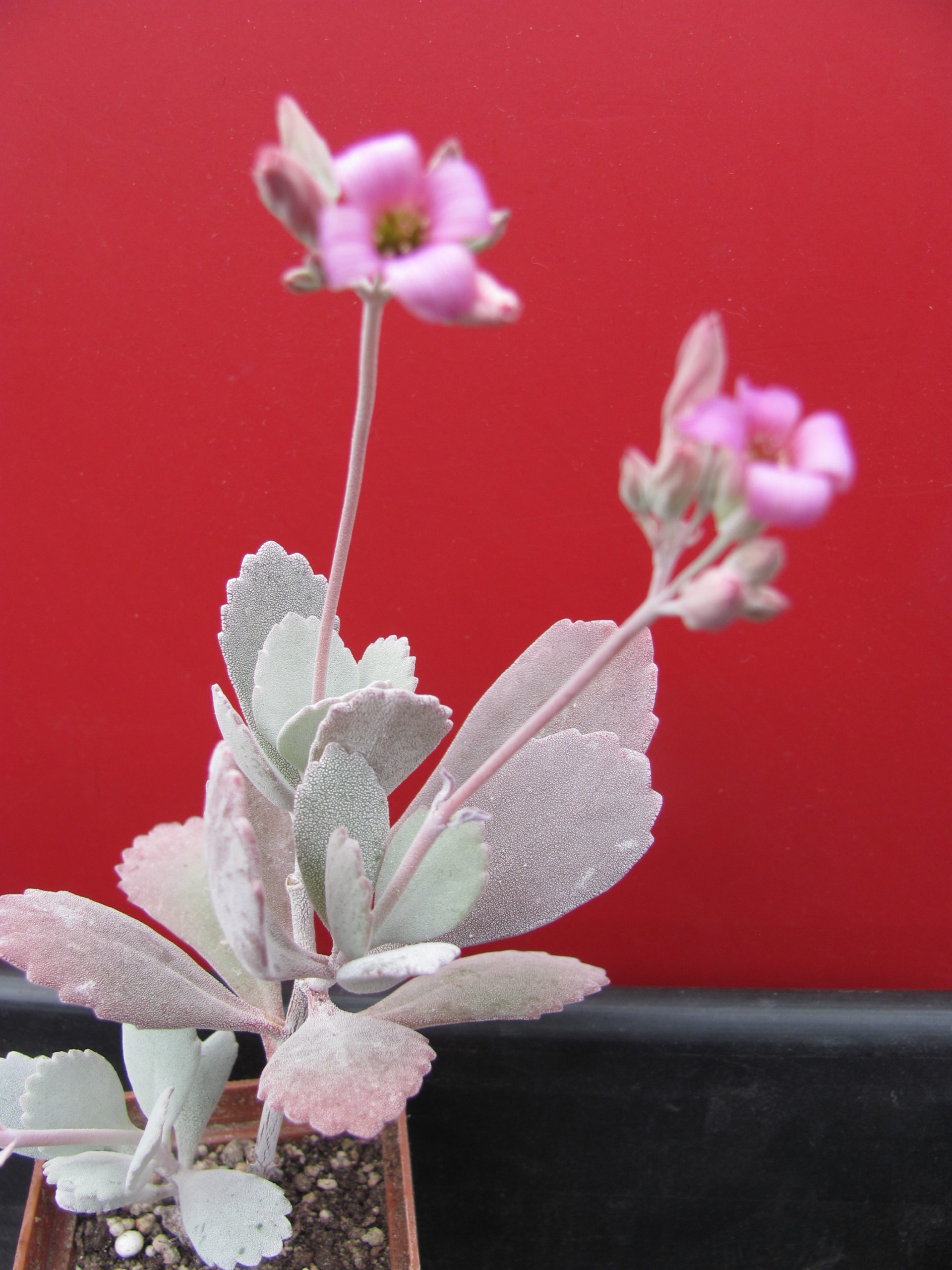 Kalanchoe