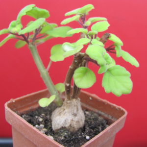 Plectranthus  ernstii