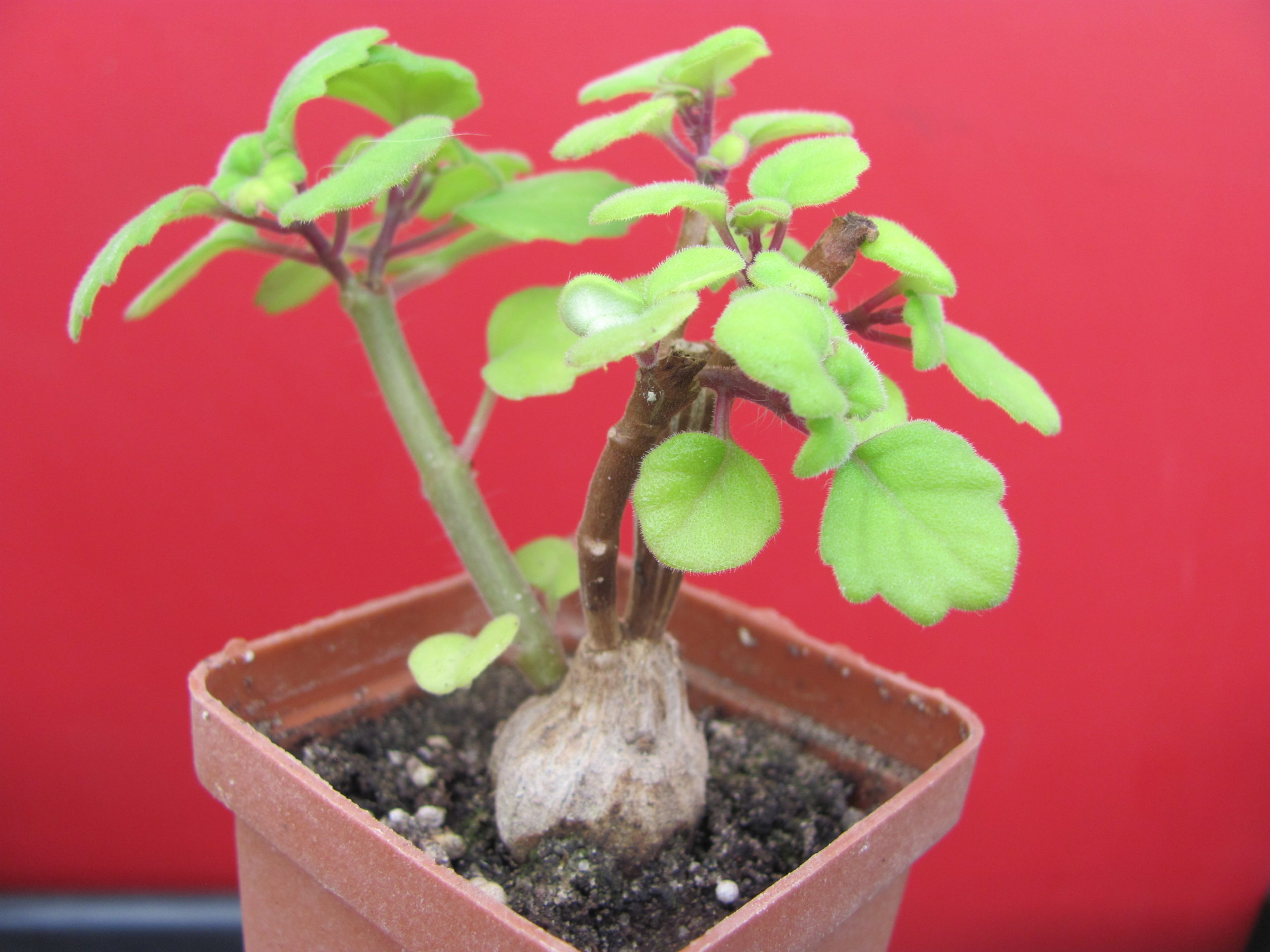 Plectranthus  ernstii