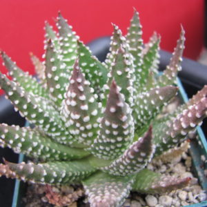 Haworthia pumila