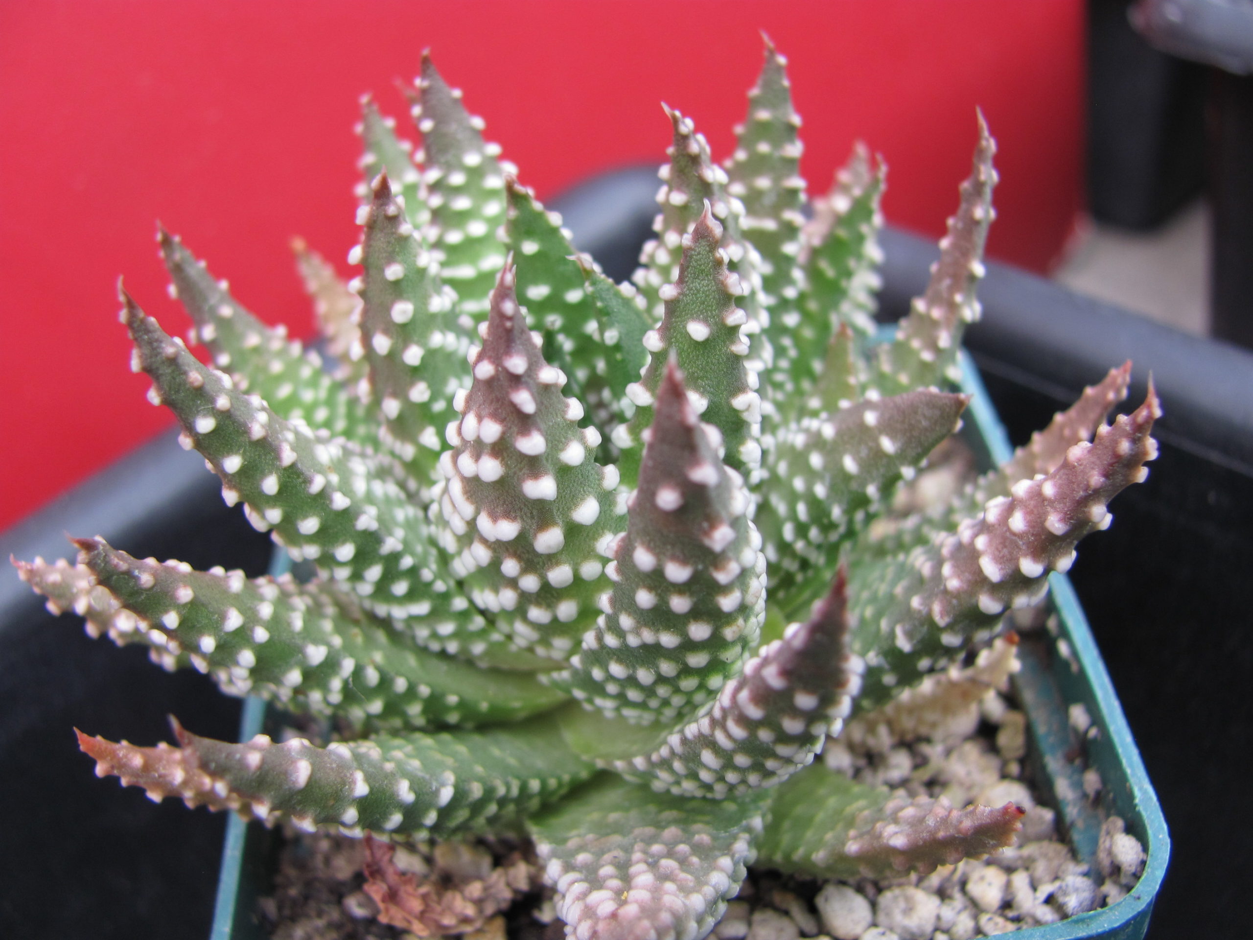 Haworthia pumila