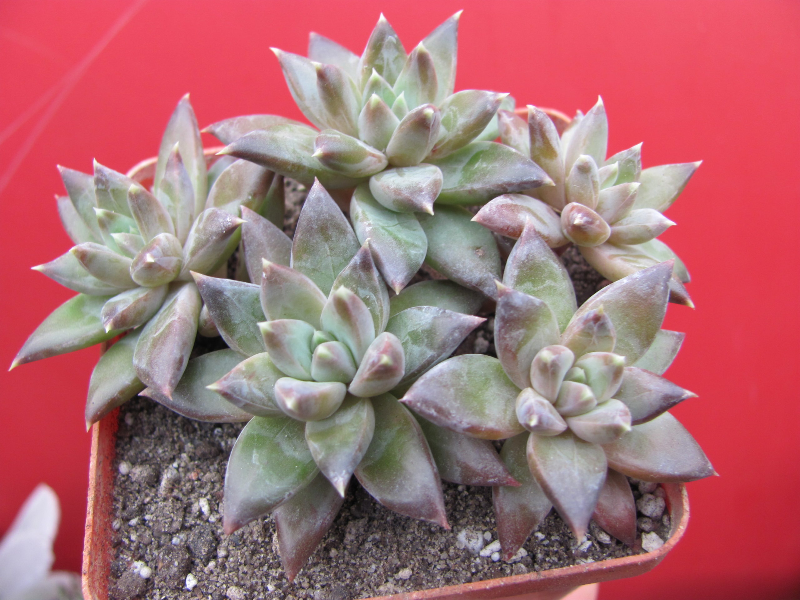 Pachyphytum compactum *Purple Diamond* hybr.