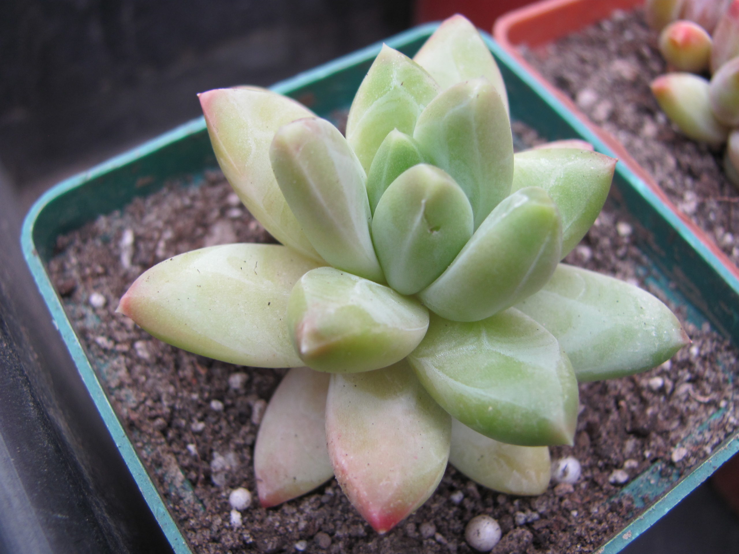 Pachyphytum compactum *Purple Diamond* hybr.