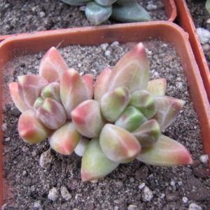 Pachyphytum  compactum *Purple Diamond*