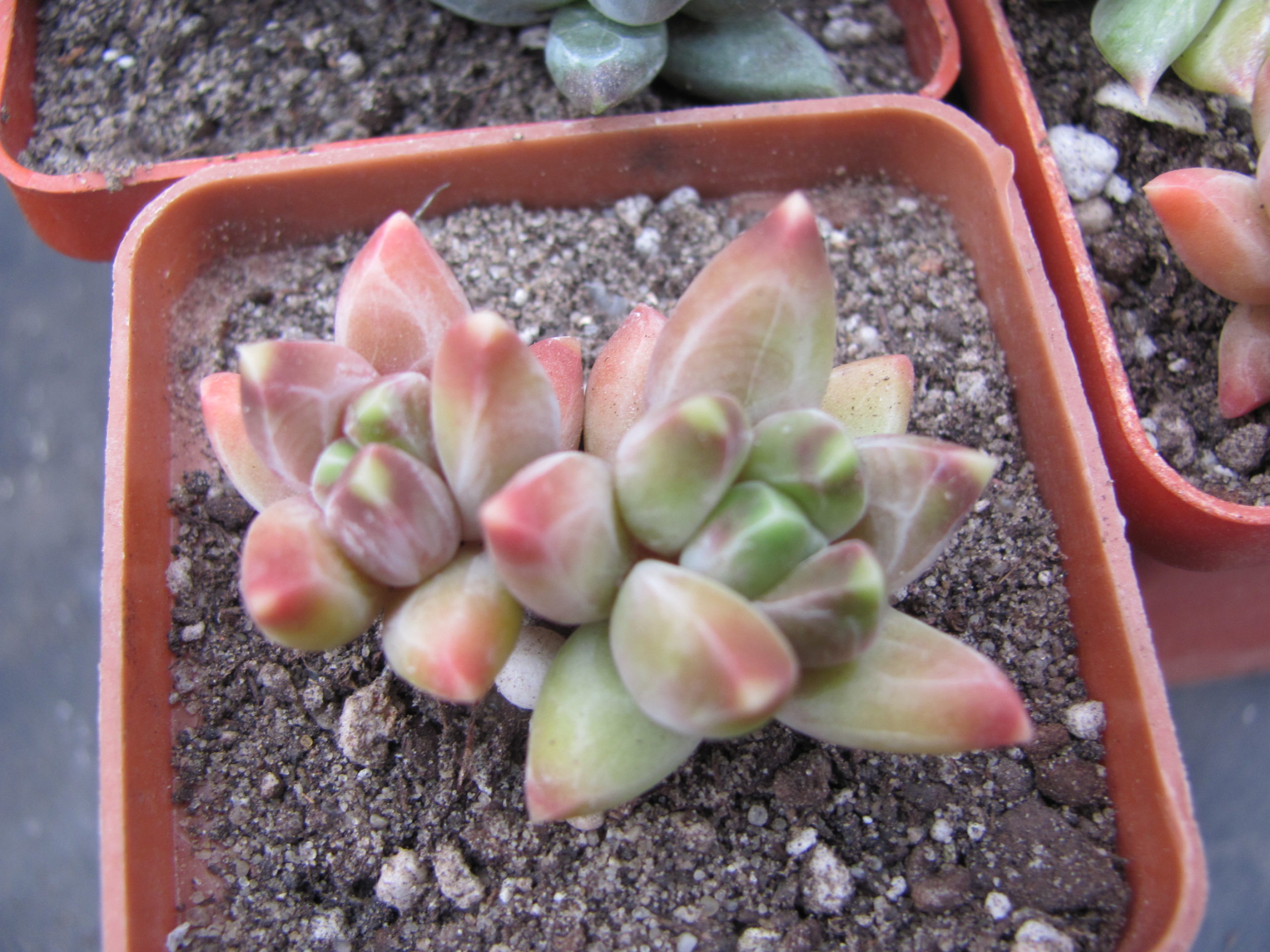Pachyphytum  compactum *Purple Diamond*