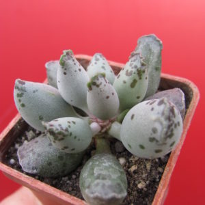 Adromischus Silver Tubes