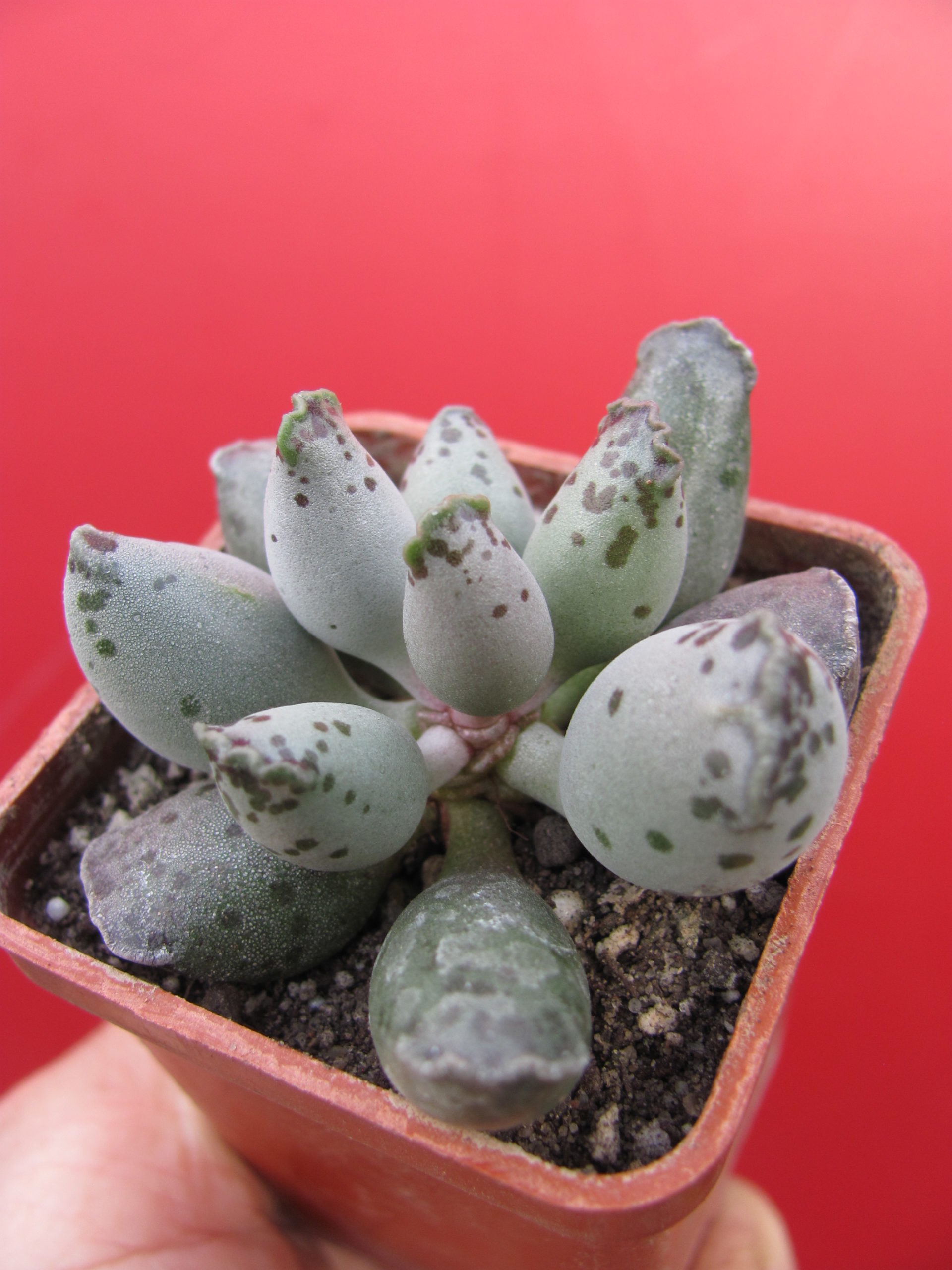Adromischus Silver Tubes
