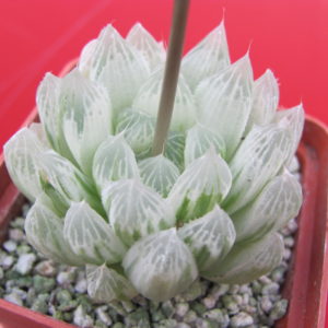 Haworthia cooperi variegata