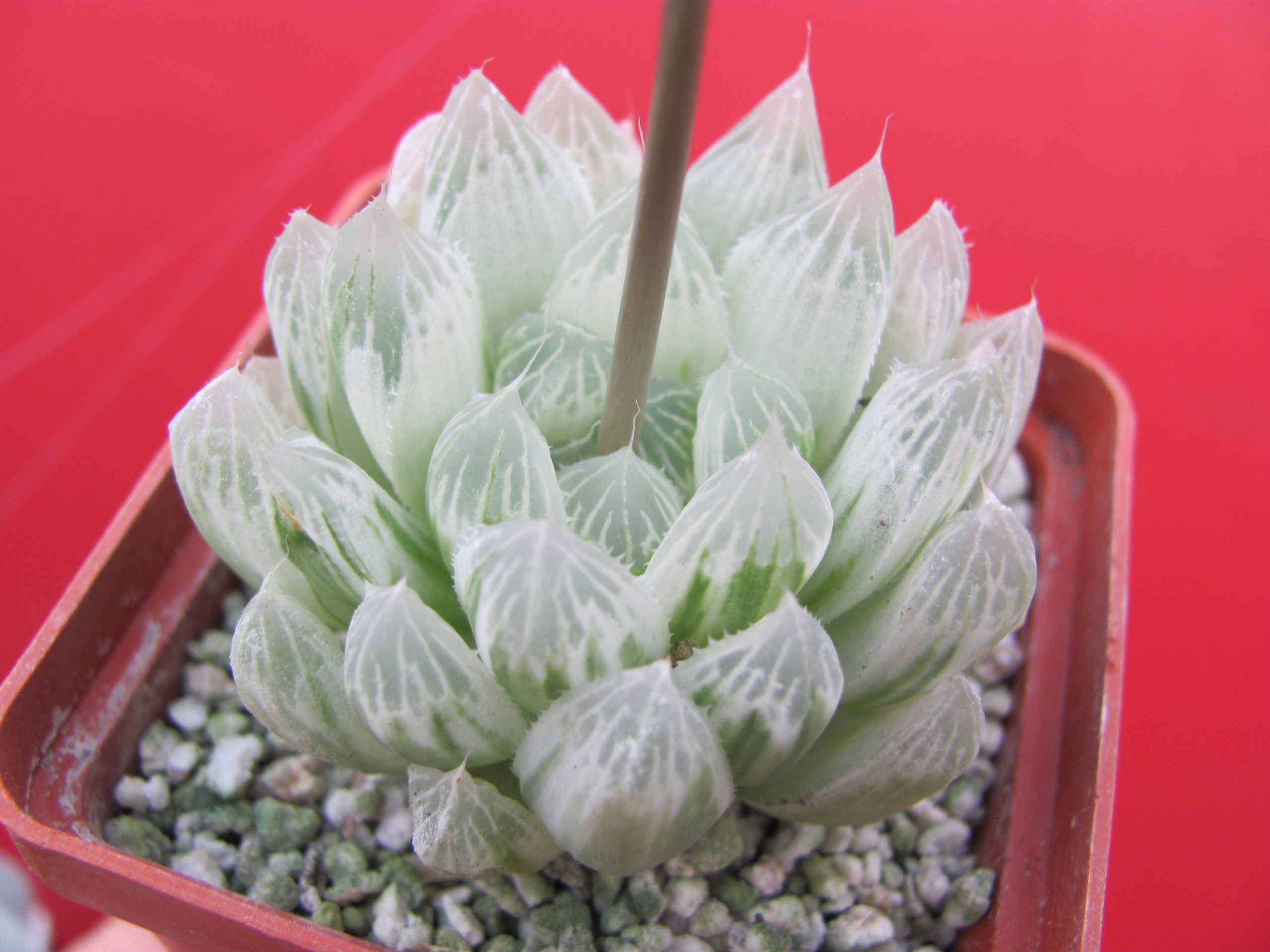 Haworthia cooperi variegata