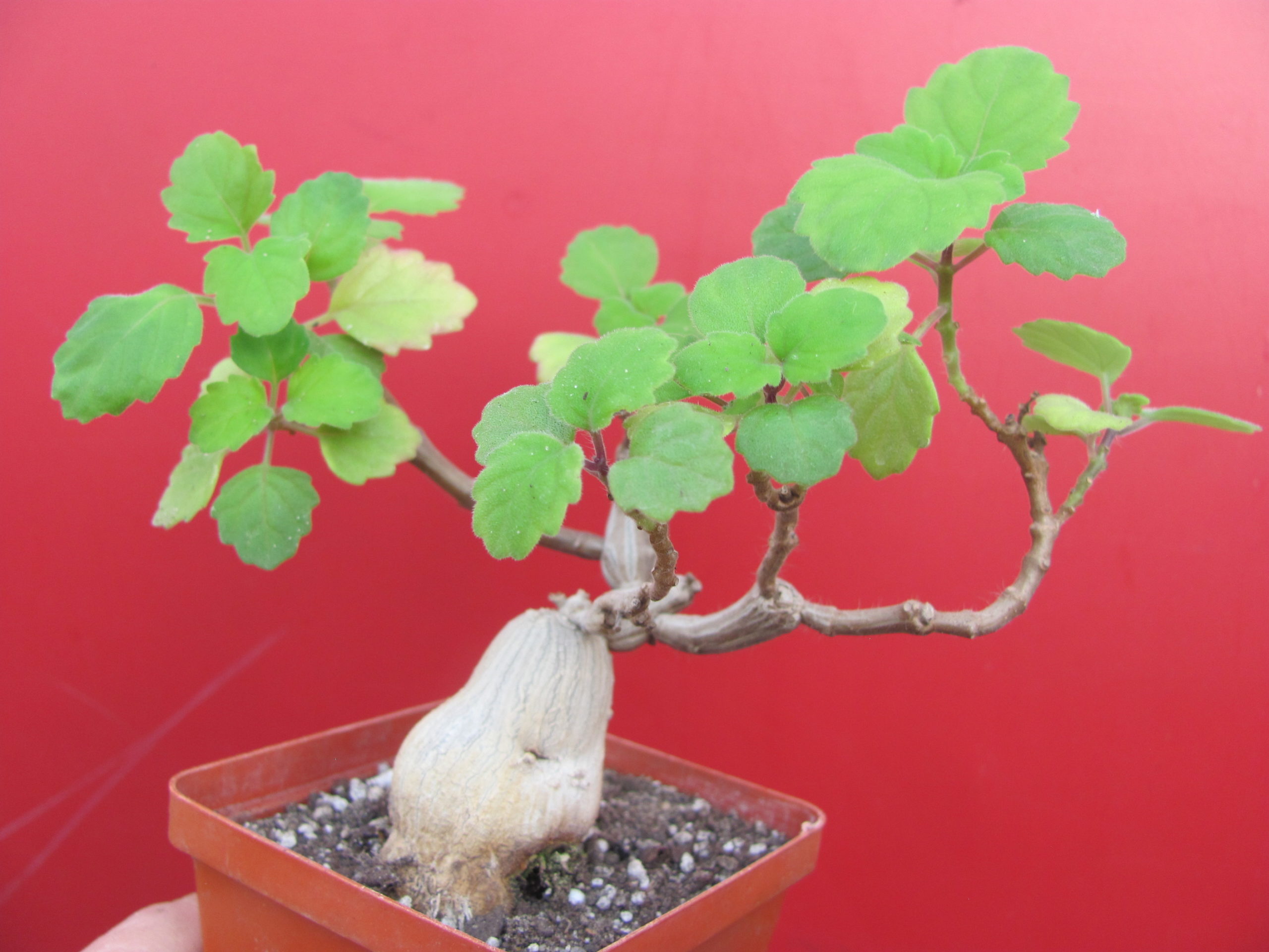 Plectranthus ernstii
