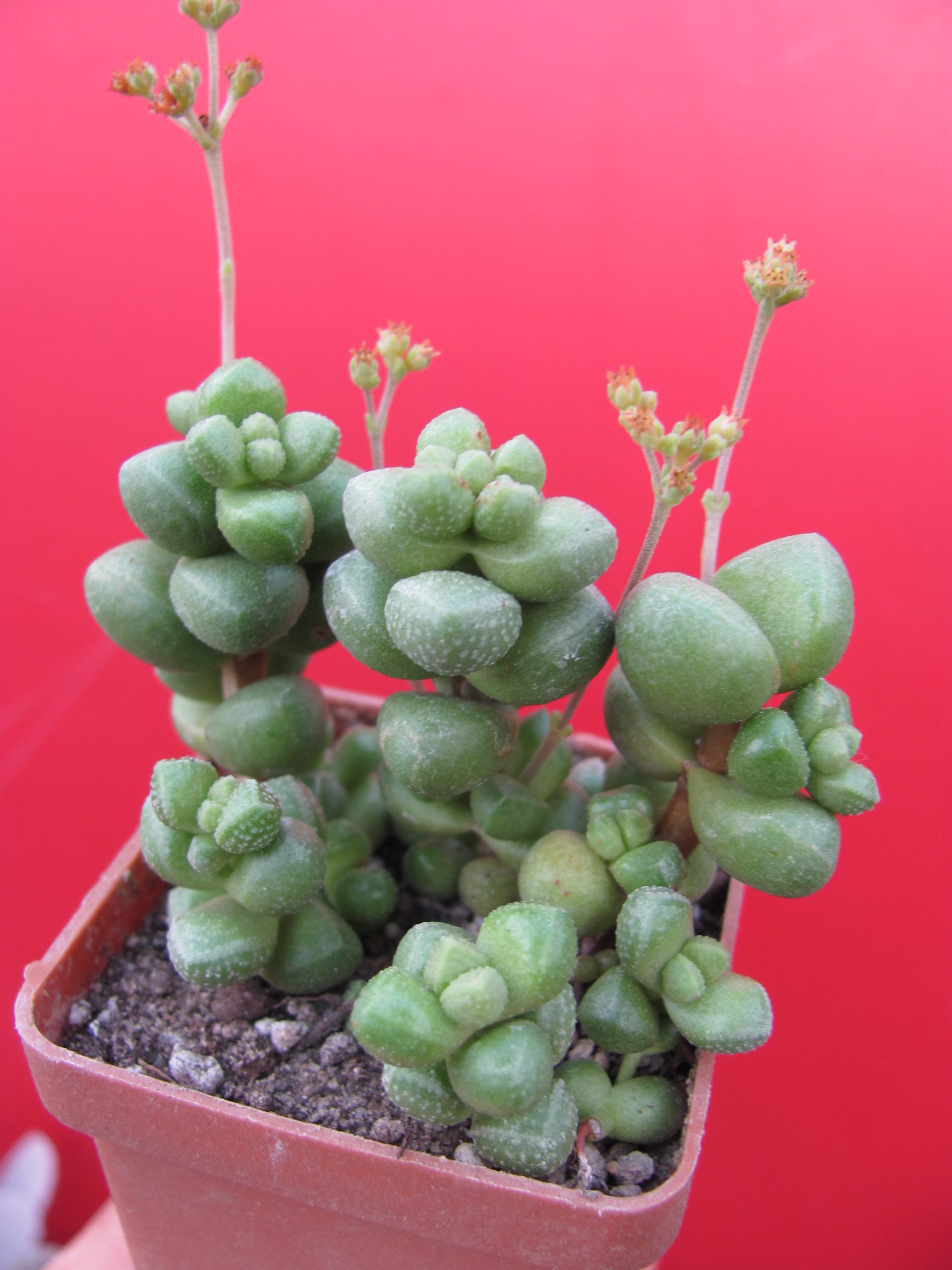 Crassula elegans