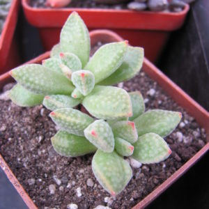 Crassula  ausensis hybr.