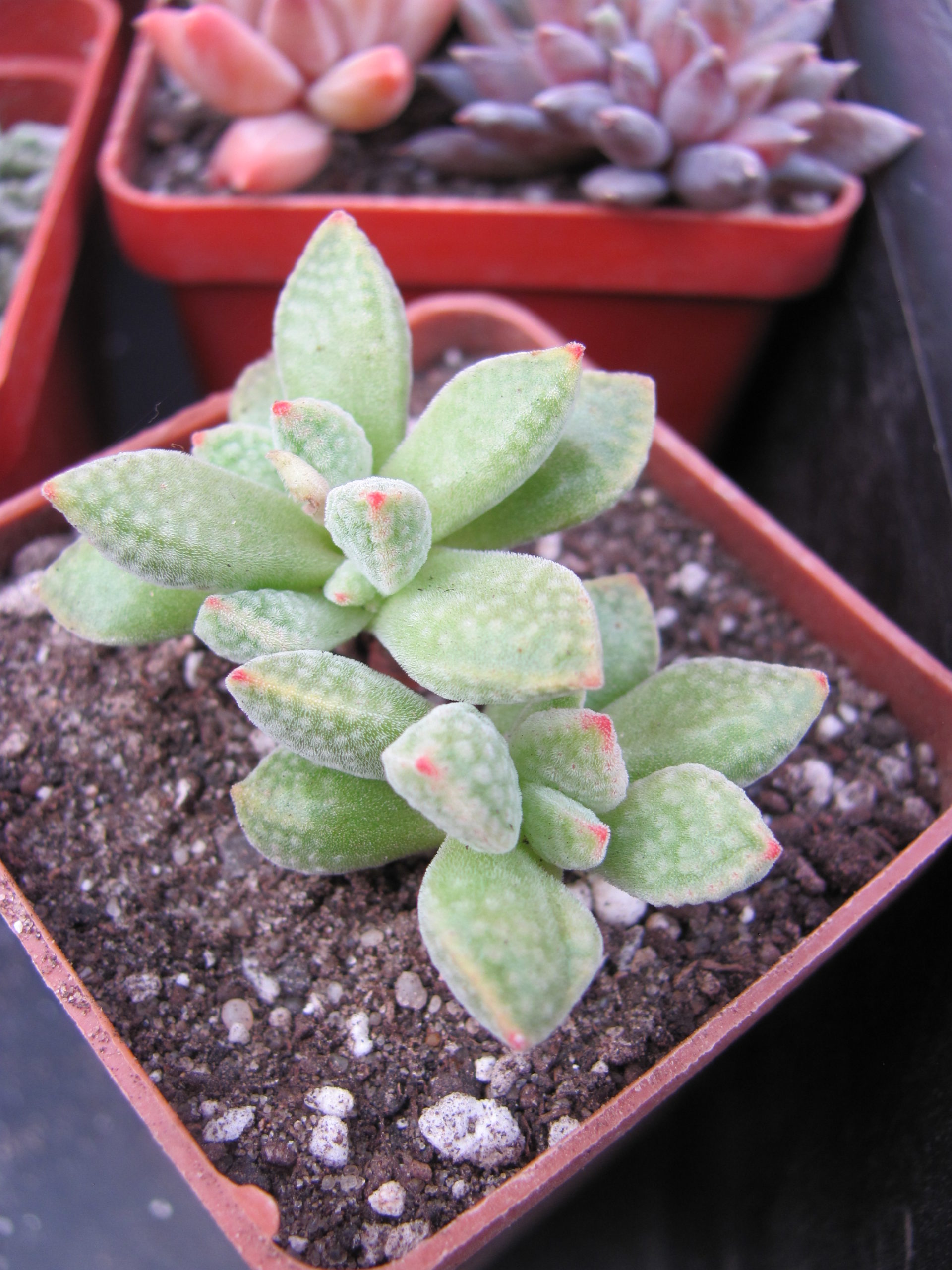 Crassula ausensis hybr.