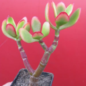 Crassula ovata
