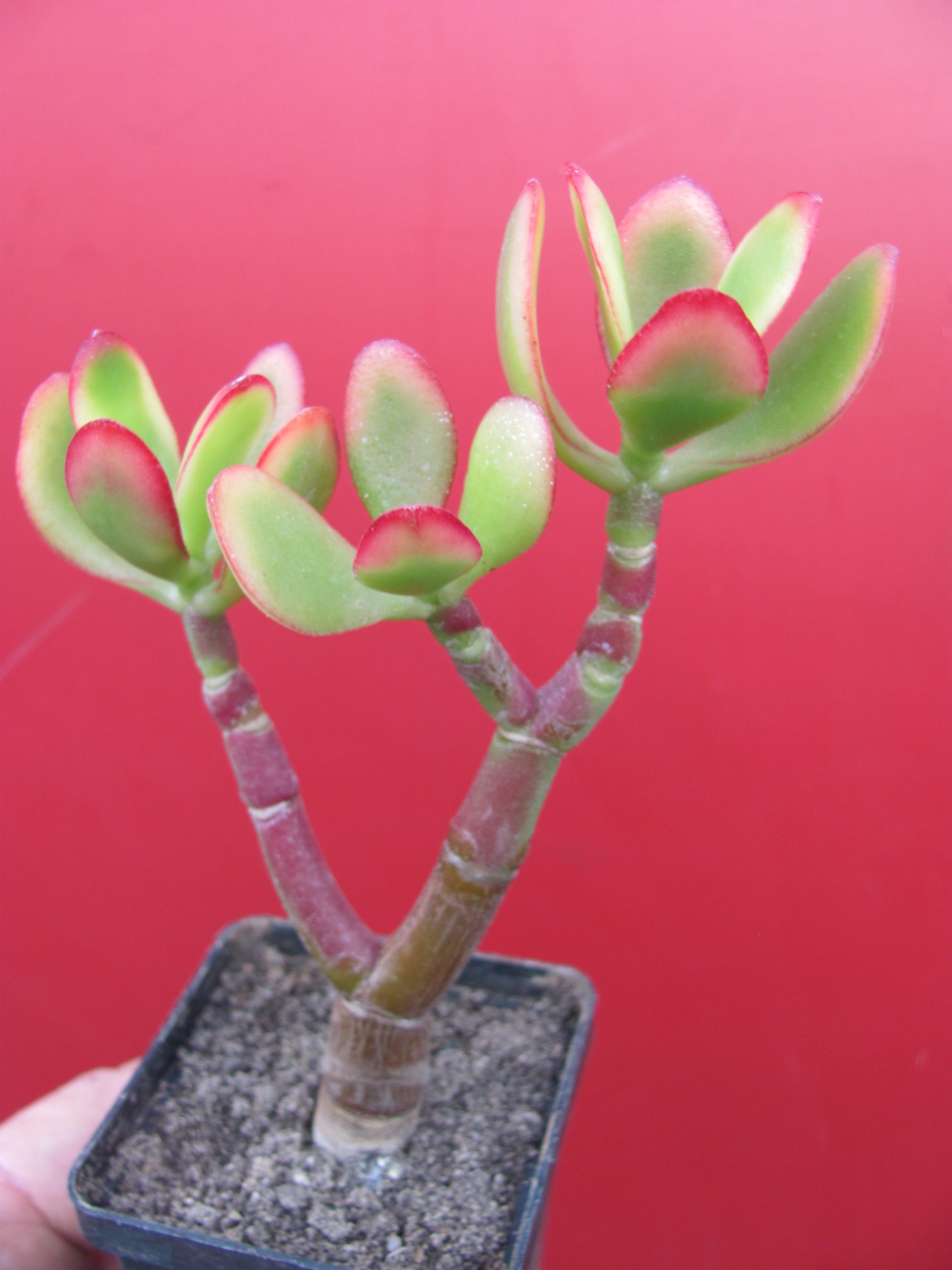 Crassula ovata