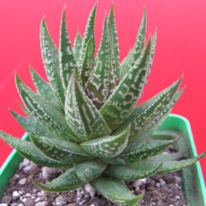 Haworthia limifolia hybr. Japan