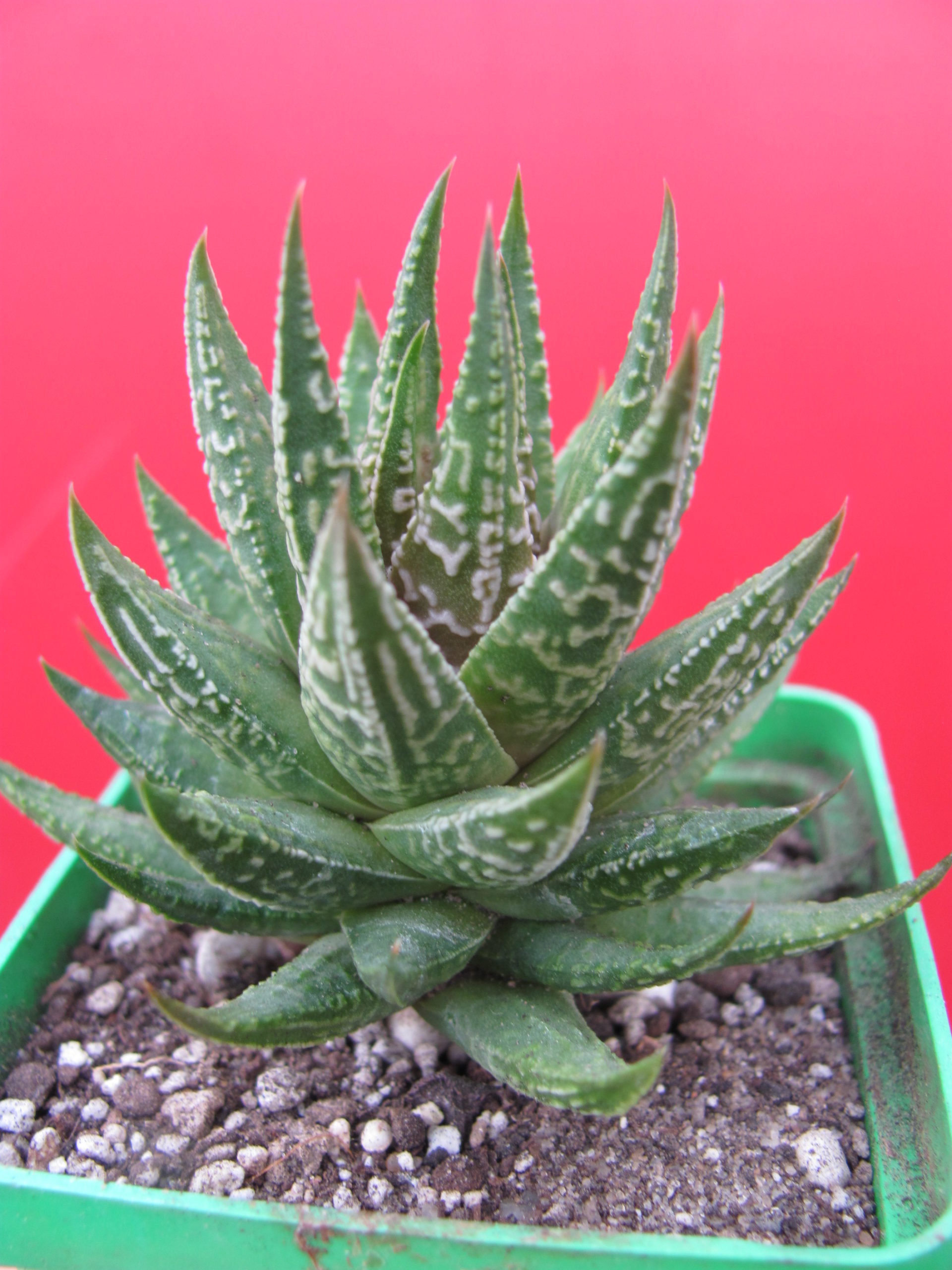Haworthia limifolia hybr. Japan