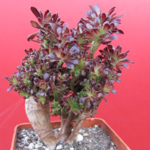 Aeonium  cristata