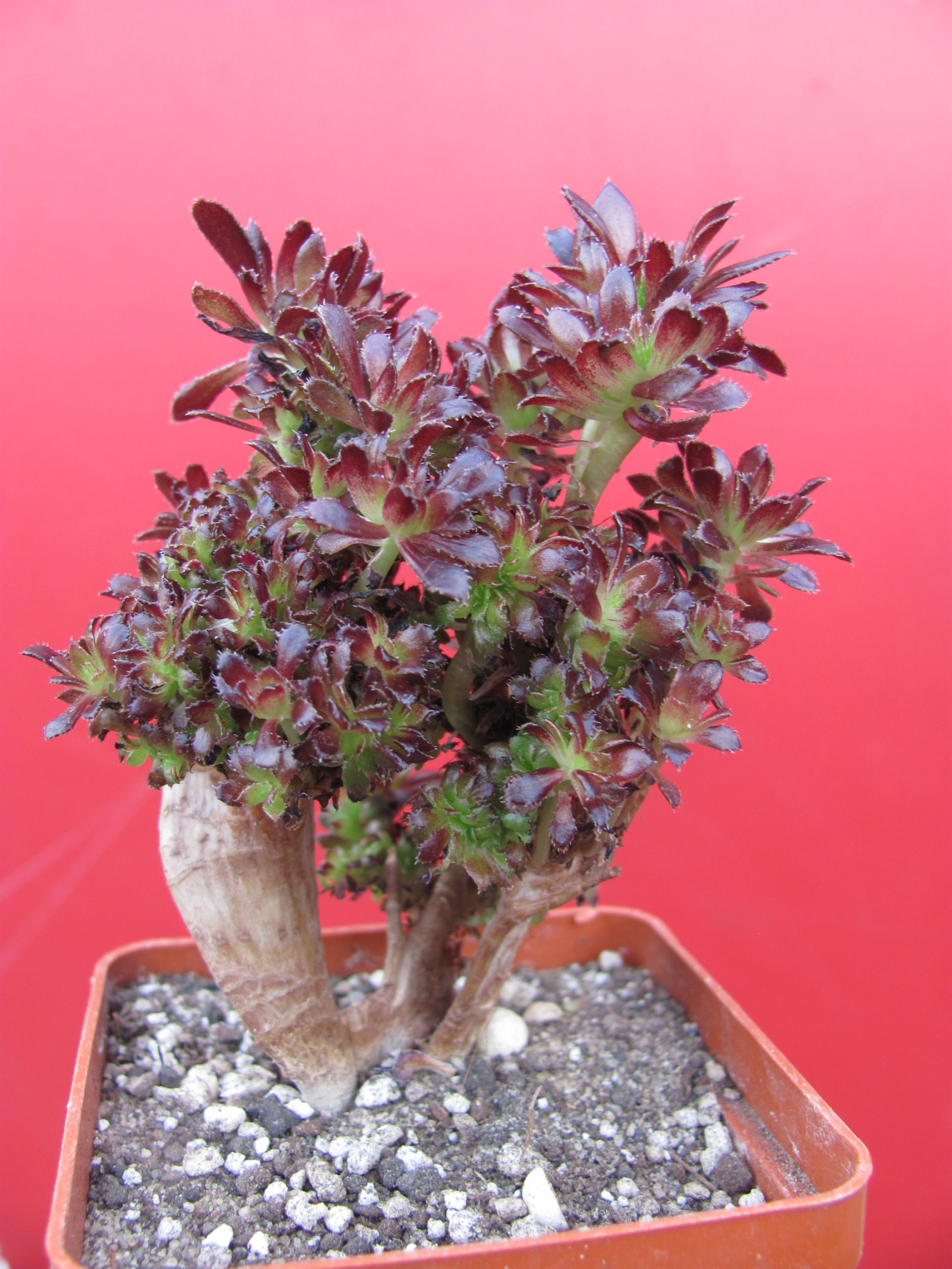 Aeonium  cristata