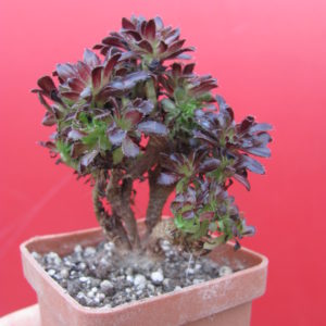 Aeonium  cristata