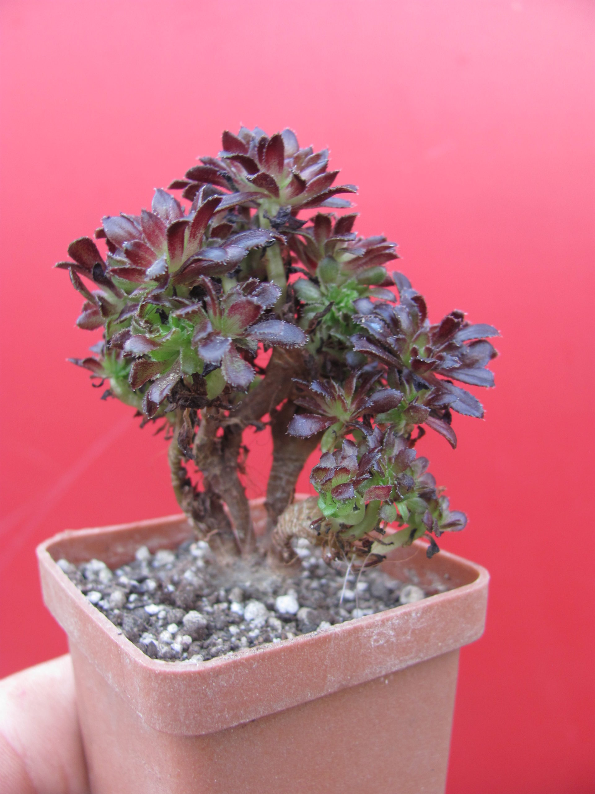 Aeonium  cristata