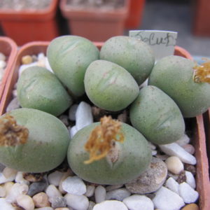 Conophytum  velutinum