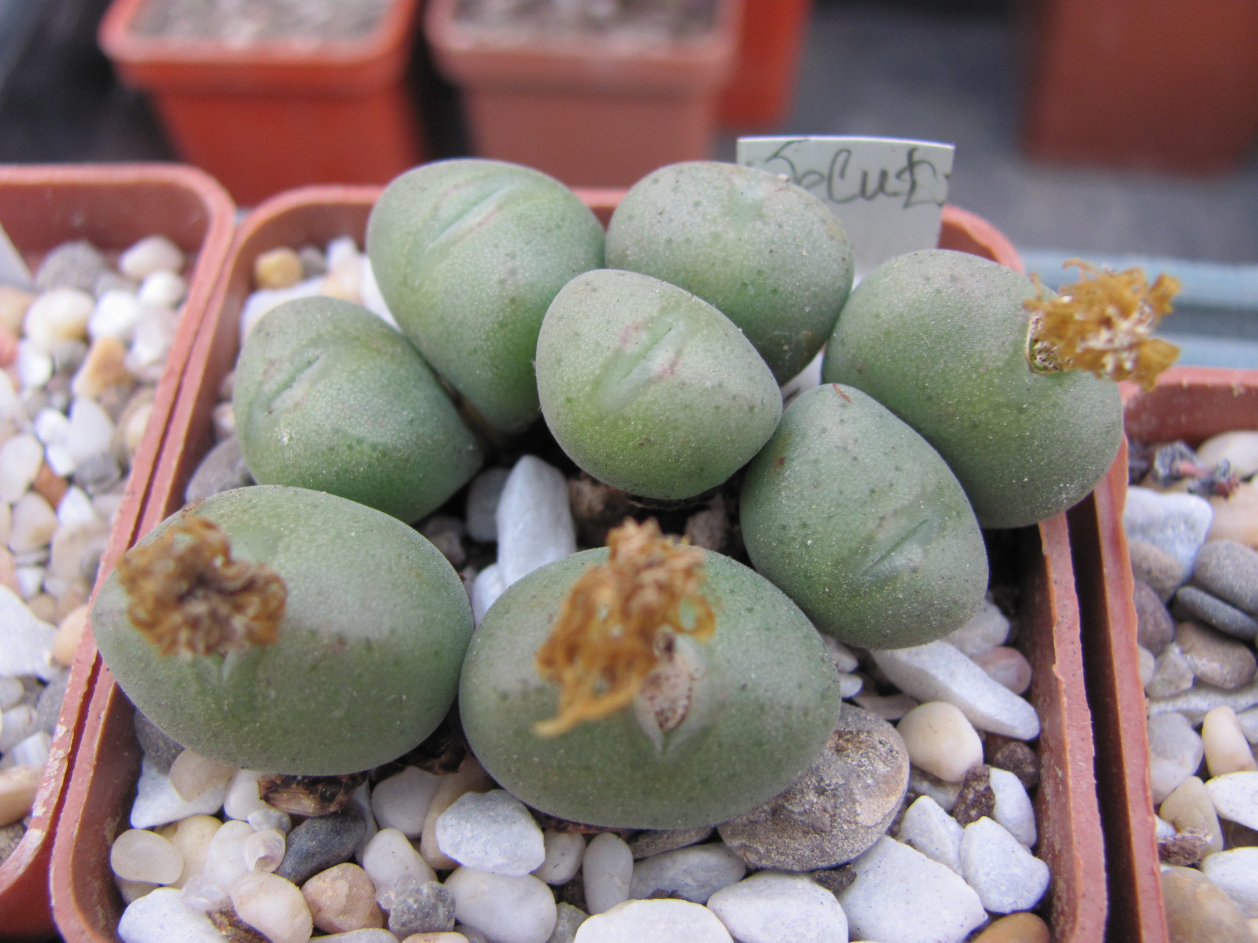 Conophytum  velutinum