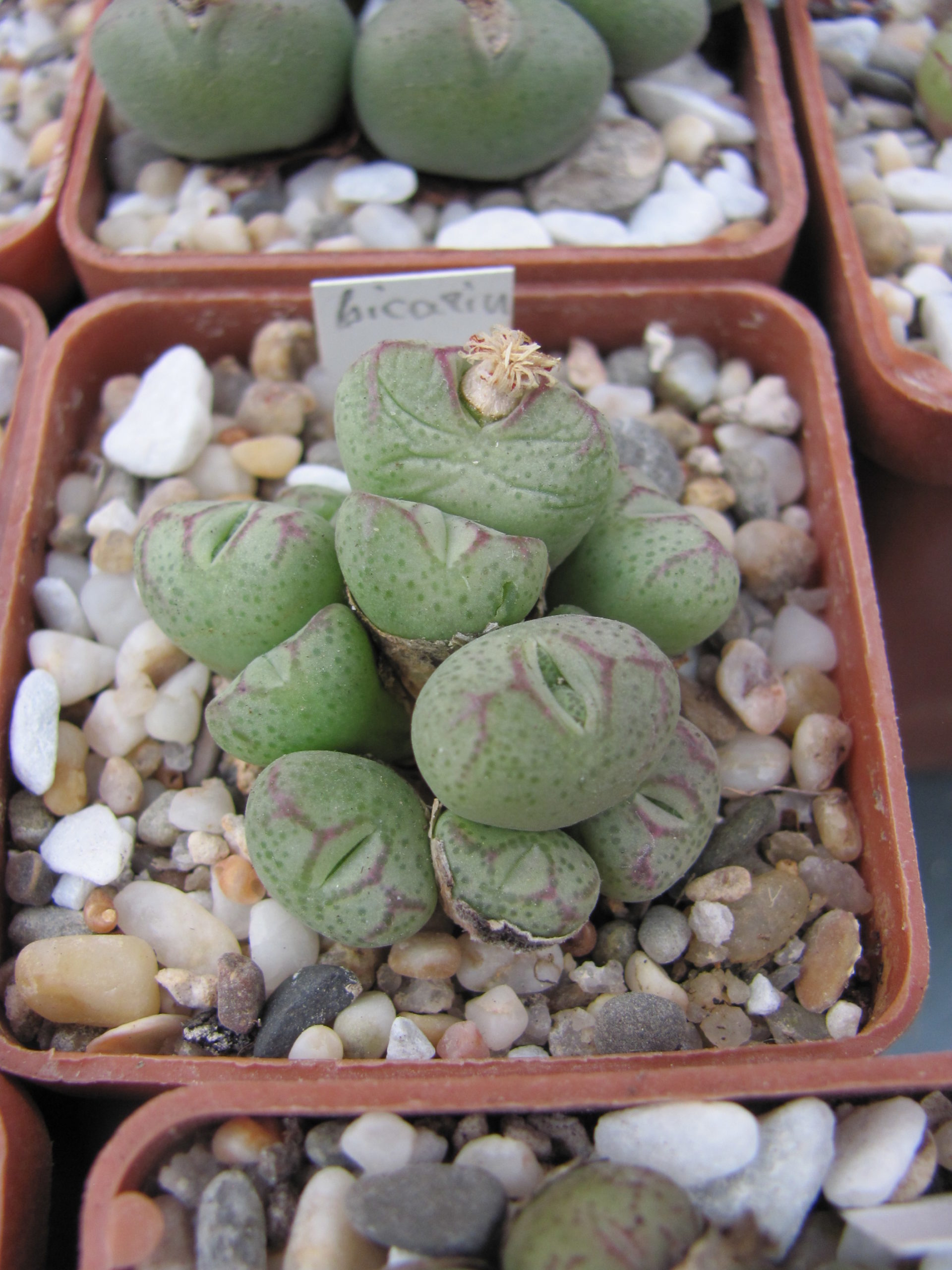 Conophytum bicarinatum