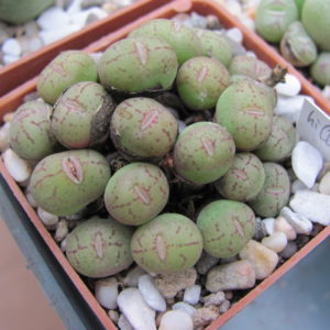 Conophytum hillii
