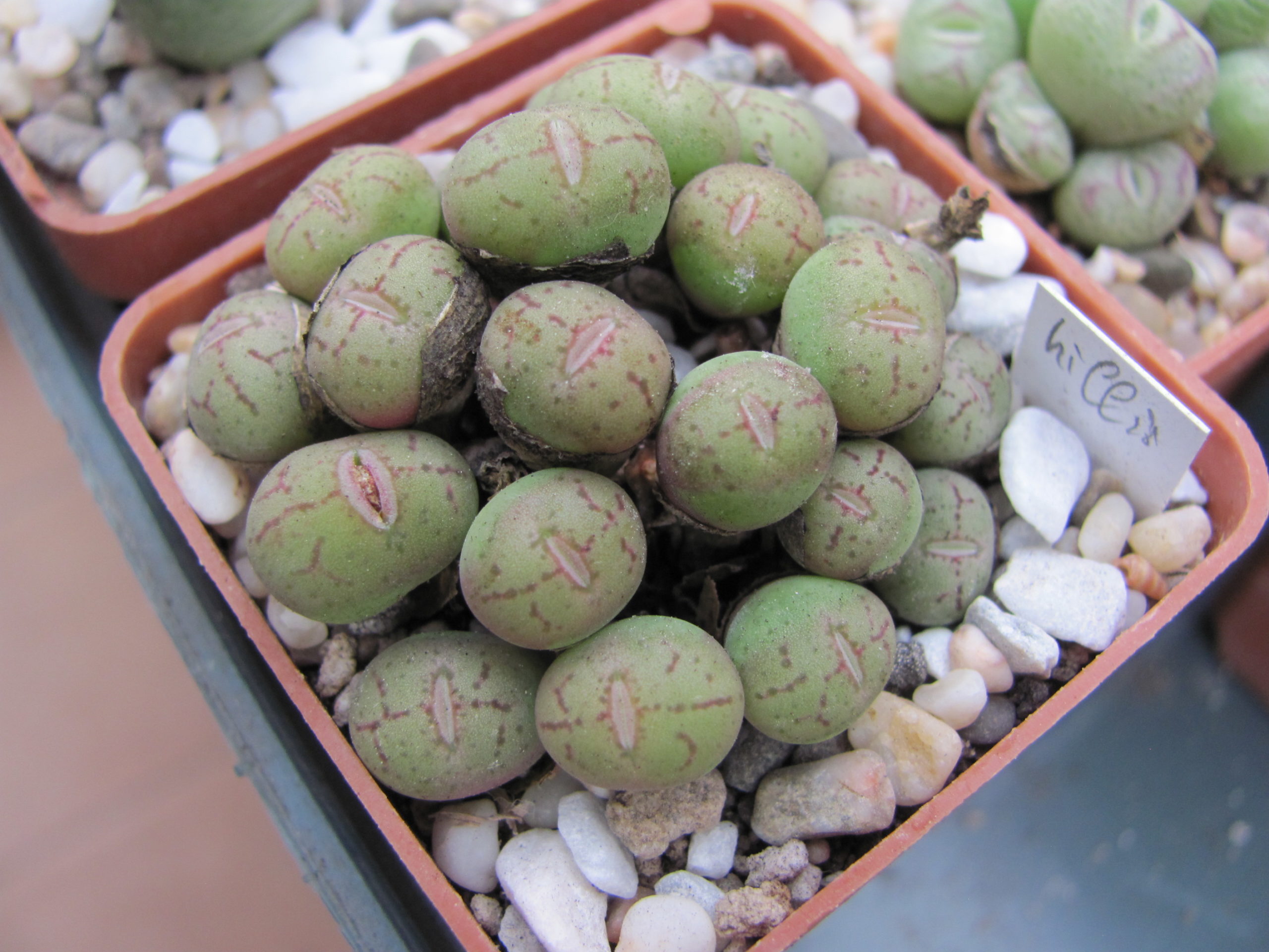 Conophytum hillii