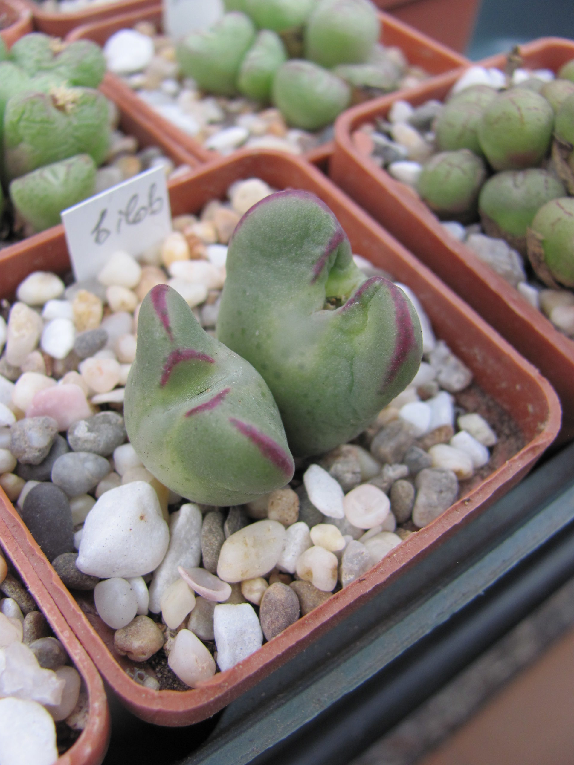 Conophytum bilobum