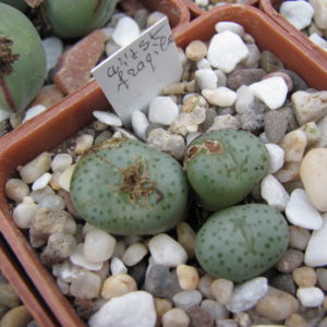 Conophytum fragile