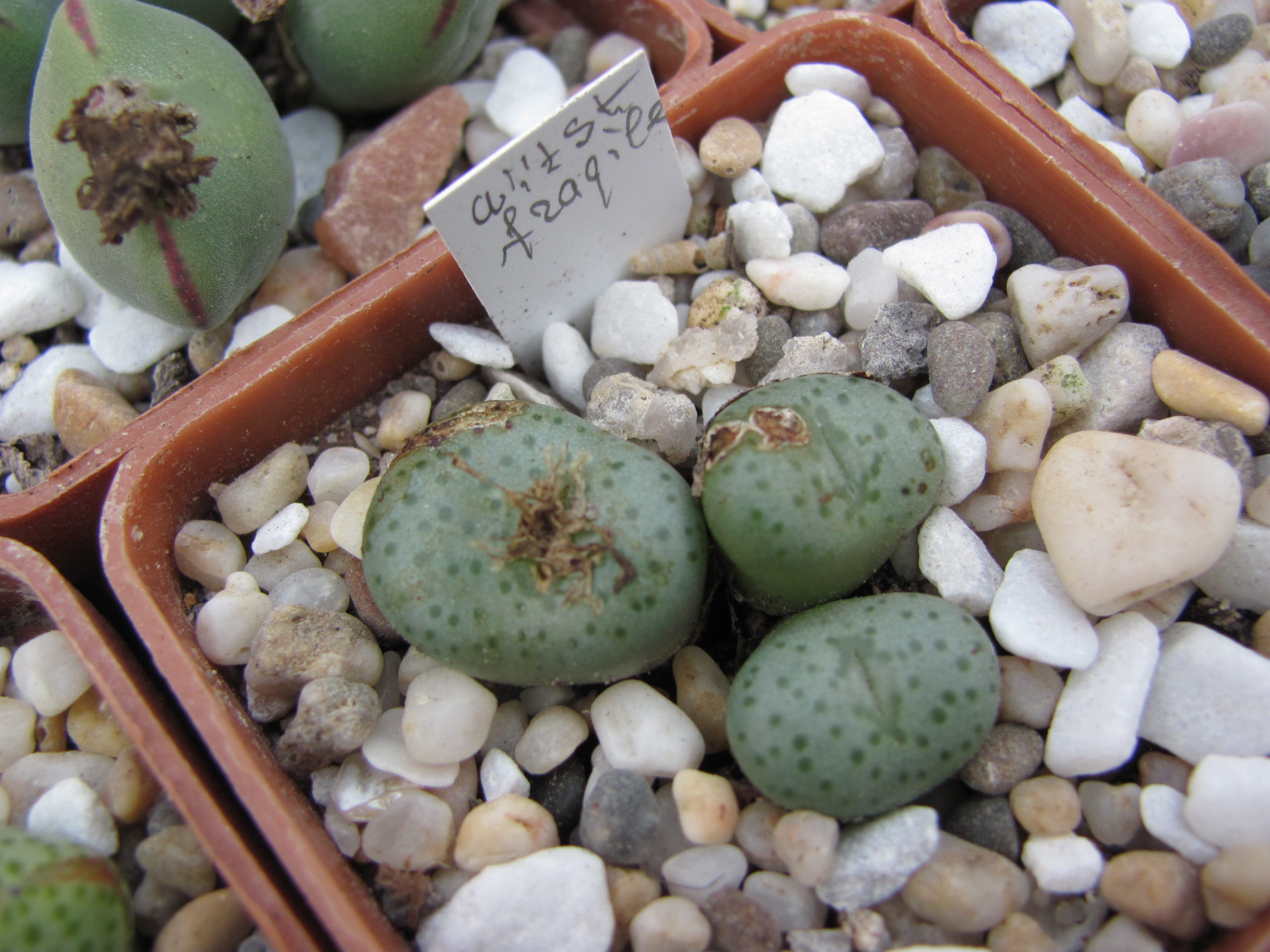Conophytum fragile