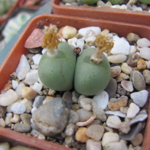 Conophytum velutinum